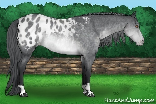 Horse Color:Brown Chinchilla Roan Appaloosa 