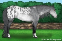 Horse Color:Brown Chinchilla Roan Appaloosa
