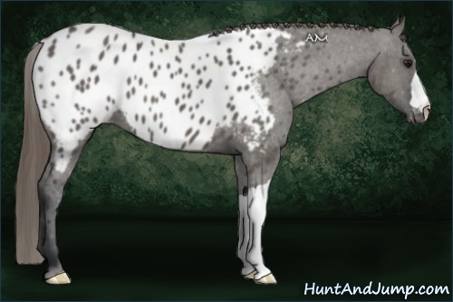 Horse Color:Grullo Appaloosa 