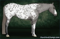 Horse Color:Grullo Appaloosa 