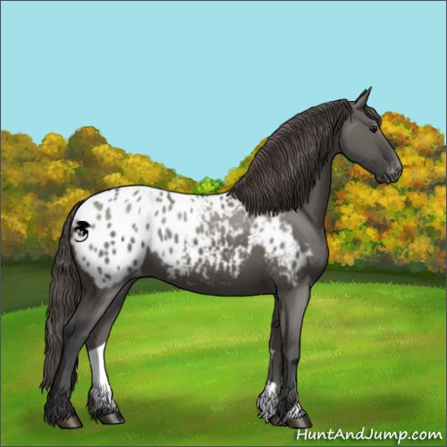 Horse Color:Grullo Appaloosa 