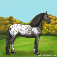 Horse Color:Grullo Appaloosa 