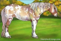 Horse Color:Nacre White Spotted Silver Bay Onyx