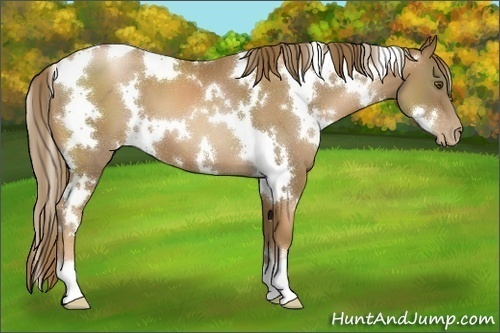 Horse Color:White Spotted Liver Chestnut Pearl