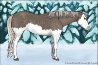 Horse Color:Silver Black Splash 