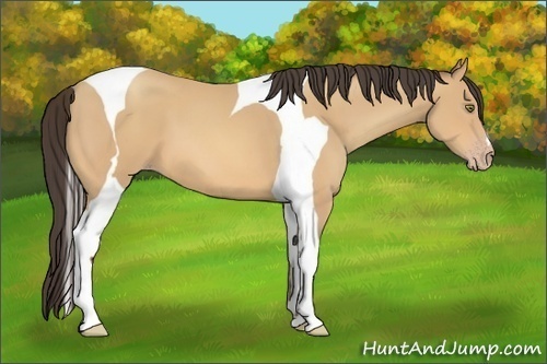 Horse Color:Amber Champagne Tobiano 