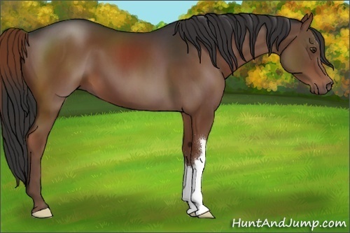 Horse Color:Liver Chestnut 