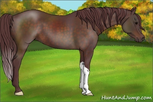 Horse Color:Chocolate Bay 