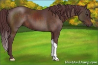 Horse Color:Chocolate Bay 