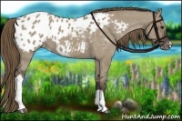 Horse Color:Smoky Grullo Appaloosa 