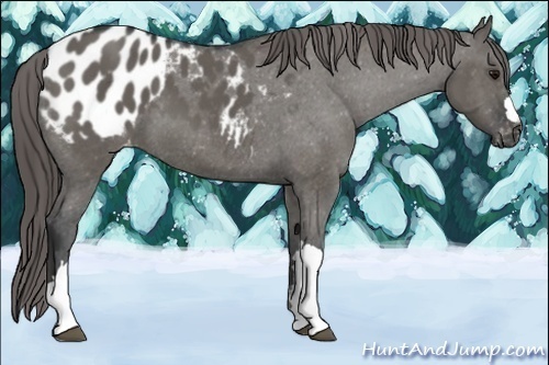 Horse Color:Grullo Appaloosa 