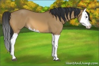 Horse Color:Bay Dun Splash 