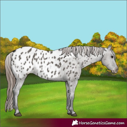 Horse Color:Grullo Appaloosa 