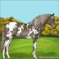 Horse Color:White Spotted Chocolate Palomino Mushroom 