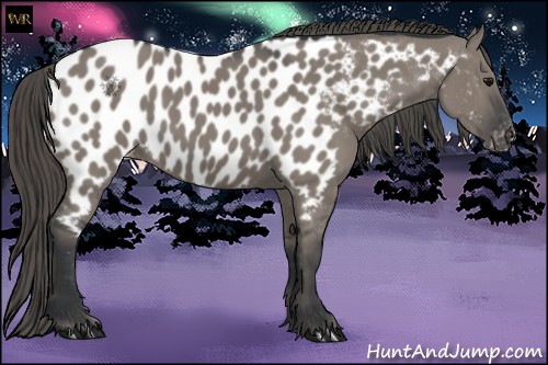 Horse Color:Grullo Appaloosa 