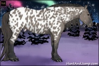 Horse Color:Grullo Appaloosa 