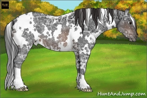 Horse Color:White Spotted Brown Ice Rabicano