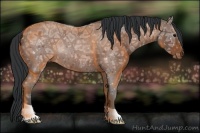 Horse Color:Bay Ice Roan 