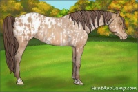 Horse Color:Amber Champagne Appaloosa and Amber Champagne Appaloosa