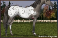 Horse Color:Grullo Appaloosa 