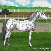 Horse Color:Grullo Appaloosa 