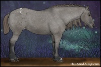 Horse Color:Grullo Appaloosa
