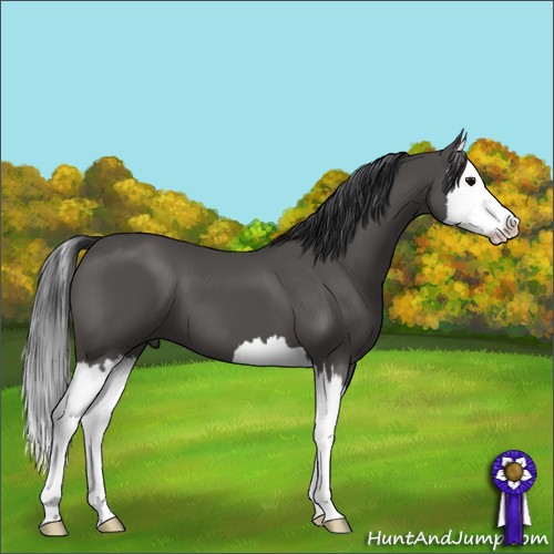 Horse Color:Black Splash