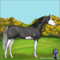 Horse Color:Black Splash