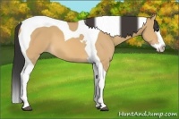 Horse Color:Bay Dun Splash Tobiano