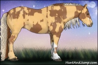 Horse Color:Chestnut and Palomino