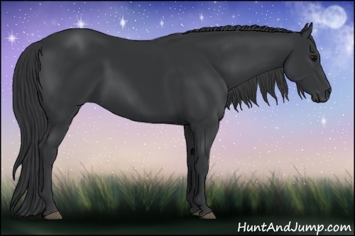 Horse Color:Black 
