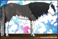 Horse Color:Black Splash
