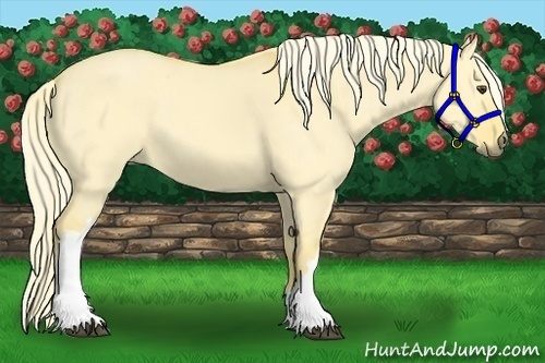 Horse Color:Palomino Dun 