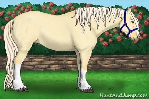 Horse Color:Palomino Dun 