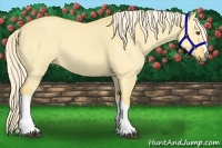 Horse Color:Palomino Dun