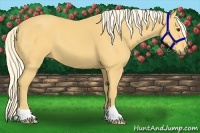 Horse Color:Palomino