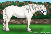Horse Color:Cremello Appaloosa