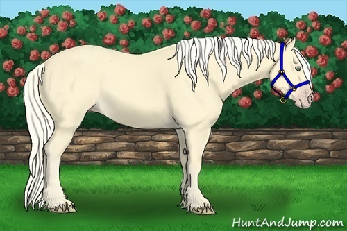Horse Color:Gold Cream Champagne