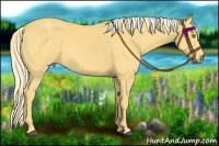 Horse Color:Palomino
