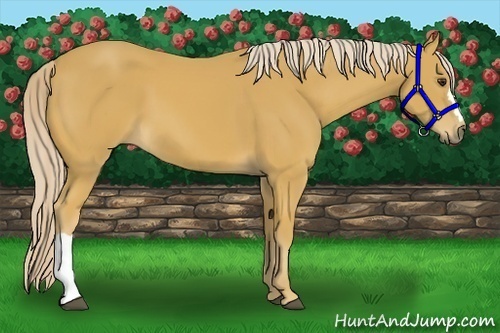 Horse Color:Palomino