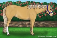 Horse Color:Palomino 