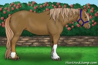 Horse Color:Chocolate Palomino 