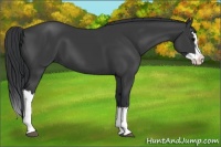 Horse Color:Black Splash
