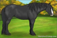 Horse Color:Black Splash