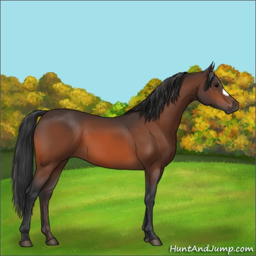 Horse Color:Bay 