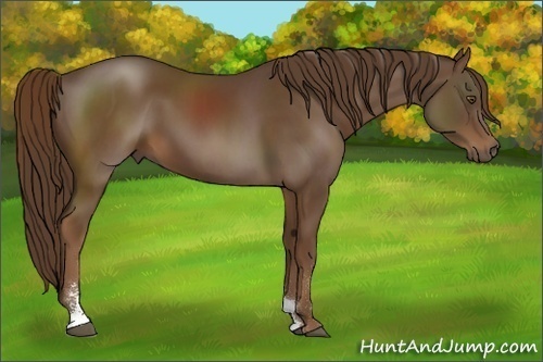 Horse Color:Liver Chestnut Sabino 