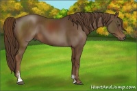 Horse Color:Liver Chestnut Sabino 