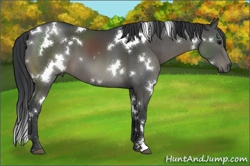 Horse Color:White Spotted Black 