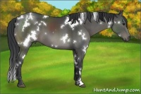Horse Color:White Spotted Black