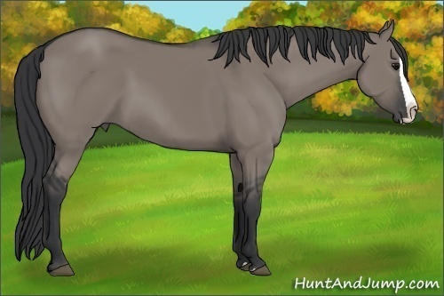 Horse Color:Grullo Splash 